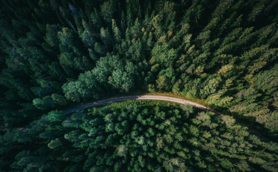 aerial shot of road surrounded by green trees